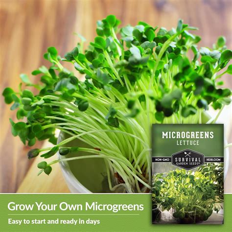 Semillas De Lechuga Microgreens Para Brotar Y Cultivar Paquete Brote