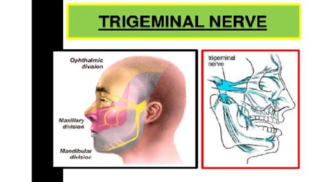 Trigeminal Nerve Anatomy Course Branches Function - Dermatomes Chart ...