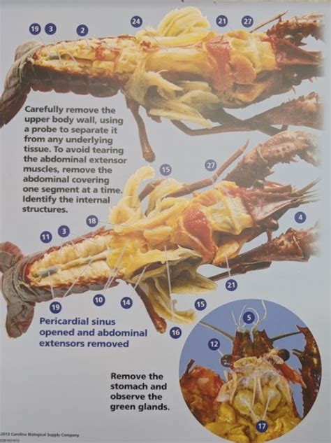 crawdaddie Diagram | Quizlet