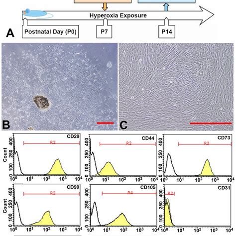 Characterization Of Human Amniotic Mesenchymal Stem Cells Had Mscs