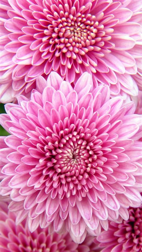 Chrysanthemum Flowers iPhone Wallpapers Free Download