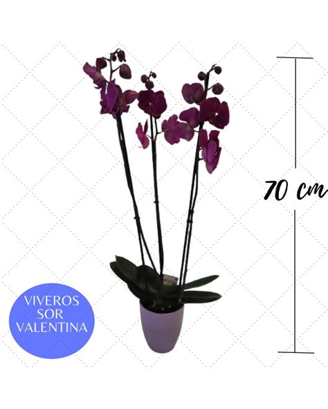 Compra Tu Orquidea Phalaenopsis De 2 Tallos En Blanca Azul Fucsia