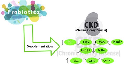 Effect Of Probiotic Prebiotic And Synbiotic Supplementation On