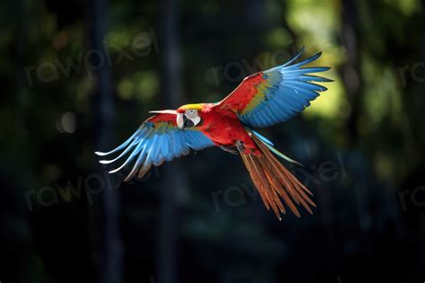 Macaw flying parrot animal bird. | Premium Photo - rawpixel