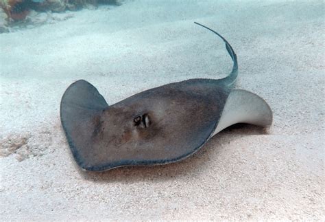 Atlantic Stingray: Over 1,024 Royalty-Free Licensable Stock Photos | Shutterstock