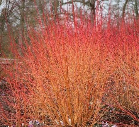 Cornus Midwinter Fire In Summer Cut Back Stems To Within A Few Inches