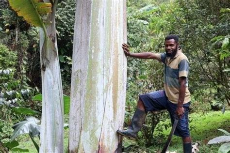 Viral Pisang Terbesar Di Dunia Ada Di Papua 7 Kali Lebih Tinggi Dari