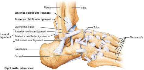 Foot Ankle Anatomical