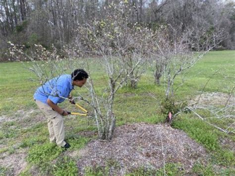 Pruning Blueberries To Boost Fruit Production Panhandle Agriculture