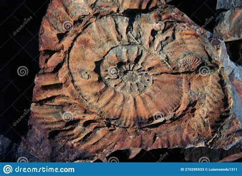 Ammonite Fossil Close Up Petrified Prehistoric Extinct Marine Animal