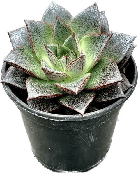 4″ Succulent Purpusorum – The (KC) Plant Factory
