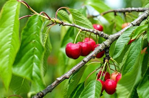 Hoe Moet Je Kersenboom Snoeien 2025