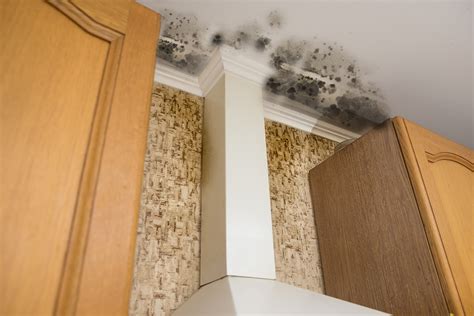 Mold Damage Law Offices Of Raphael A Sanchez