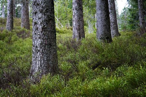 Feldbergsteig Tageswanderung Der höchste Gipfel im Schwarzwald