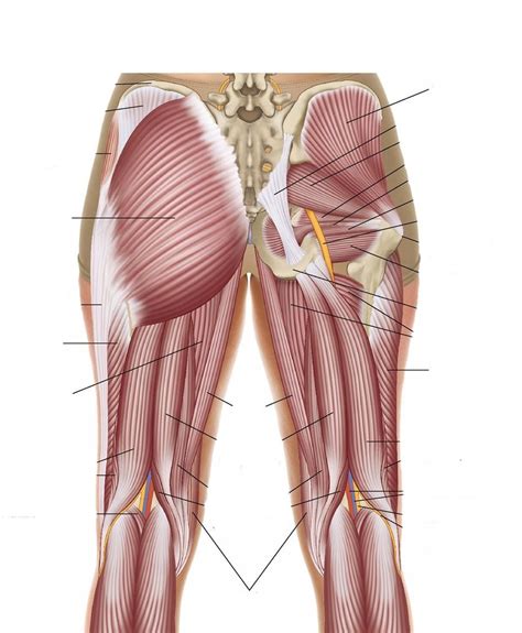 Anatomy And Physiology Muscles Of The Gluteal Region Posterior Diagram Quizlet