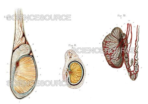 Testicle Anatomy Illustration Stock Image Science Source Images