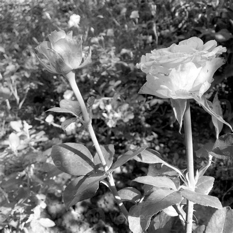Bouquet wildflowers prickly rose blooming in garden 12636070 Stock