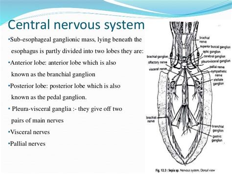 Nervous System Of Mollusk Cephalopod Cuttlefish