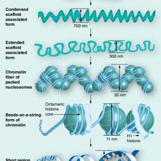 Organization of key elements responsible for genome function. | Download Scientific Diagram