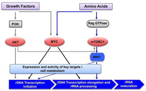 regulation of rrnA synthesis by amino acids and growth factors ...