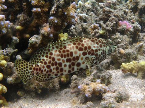 Honeycomb Grouper Epinephelus Merra