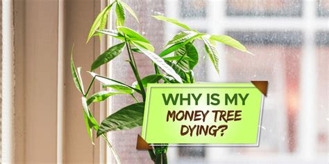 Why Is My Money Tree Dying Common Reasons And Fixes Grow Your Yard