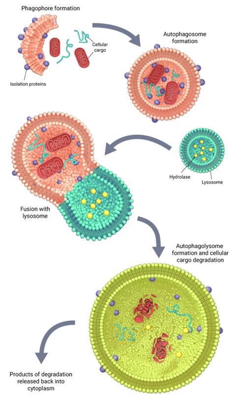 What Is Autophagy Mechanobiology Institute National University Of