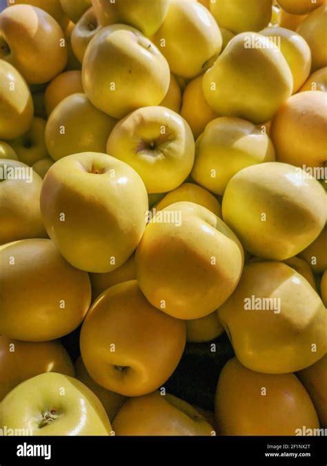 De Manzanas Amarillas Maduras Fotos e Imágenes de stock Alamy