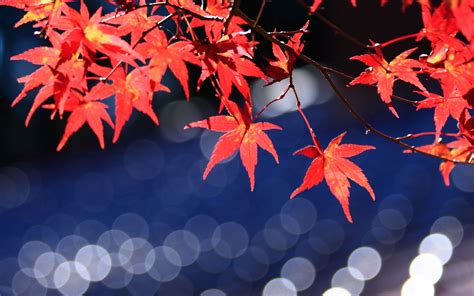 Japanese Maple Wallpapers - Wallpaper Cave