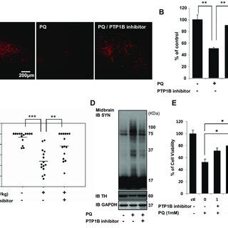 Regulation In Phosphorylation Of A SYN By FAK PTP1B A To Know The