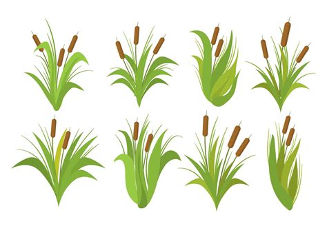 Free Cattails Vector Set 124125 Vector Art at Vecteezy