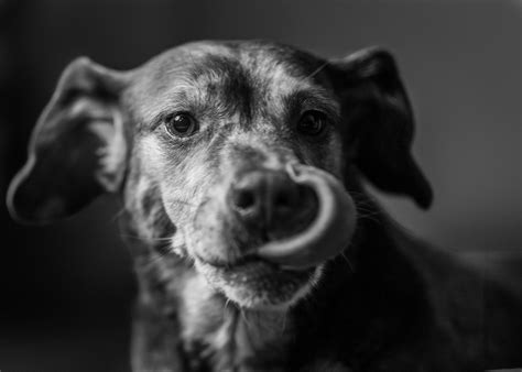 A black and white photo of a dog chewing on a toy photo – Free Animal