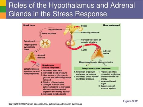 Ppt The Endocrine System Powerpoint Presentation Free Download Id