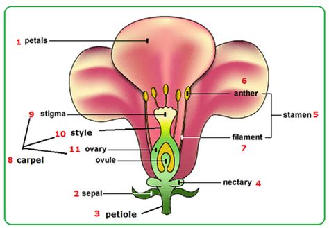 Flower structure - Biology Notes for IGCSE 2014