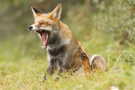 Fox Yawns