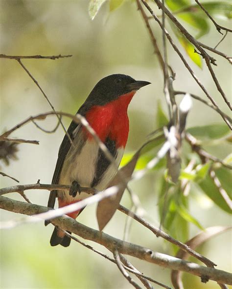 Mistletoe Birds – Ornithology