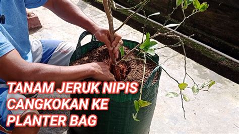 Cara Menanam Jeruk Nipis Hasil Cangkok Ke Planter Bag YouTube