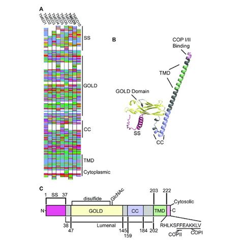 Pdf The Many Hats Of Transmembrane Emp Domain Protein Tmed In