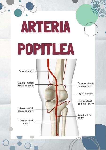 Arteria Popitlea Anato Semana Nataly Iriarte Pinto Udocz