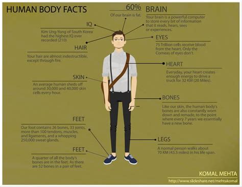 Human Body Facts | PPT