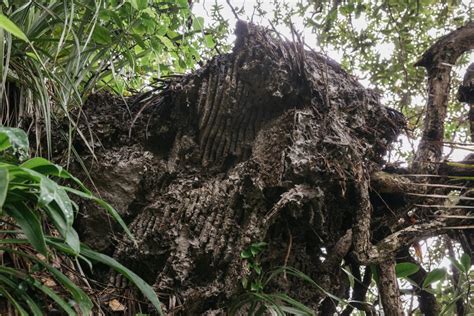 Giant Wasp Nest Took Two Years To Reach Final Size Rnz News