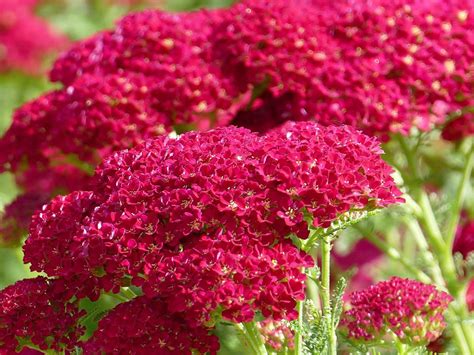 Yarrow Flowerburst Fruitbowl Mix Achillea Millefolium Etsy