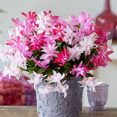 Christmas Cactus Tricolour 9cm Potted Gardening Direct