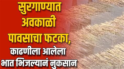 Surgana Rice Crop Loss सुरगाण्यात अवकाळी पावसाचा फटका काढणीला आलेला भात भिजल्यानं नुकसान