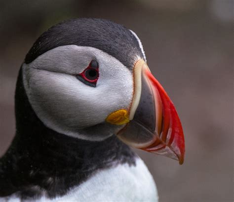 Papageientaucher Im Portrait Raik Cebulla Flickr