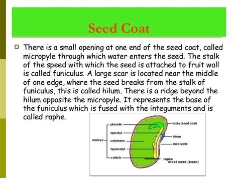 Angiosperm Seed Formation And Development