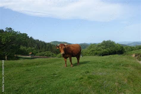 Vache Marron Cornes La Limousine Dans Un Champ Stock Photo Adobe Stock