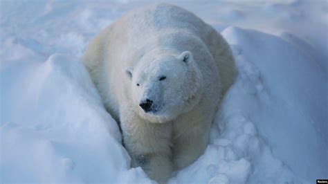 How Do You Survive a High-fat Diet? Ask a Polar Bear