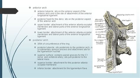 Craniovertebral Junction Ayberk Zkavakl What Is Craniovertebreal Junction