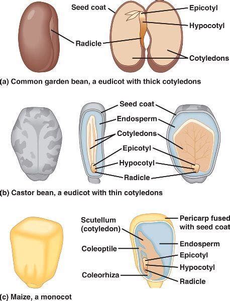 Structure of eudicot (a,c) and monocot (c) seeds is shown [34 ...